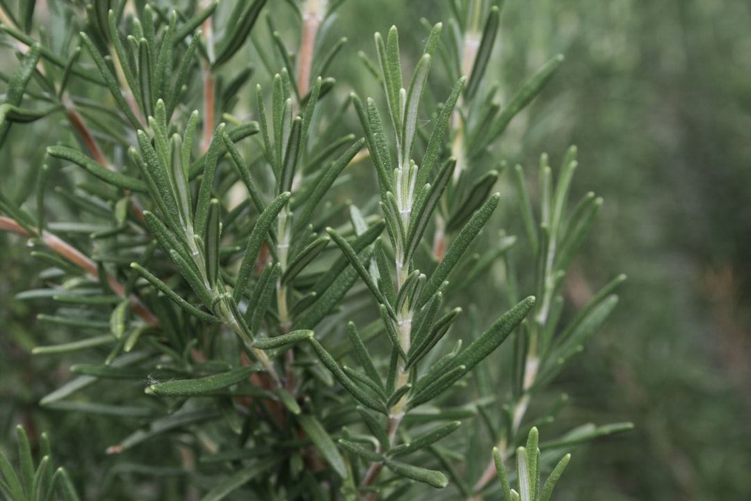 a close up of a tree with lots of leaves