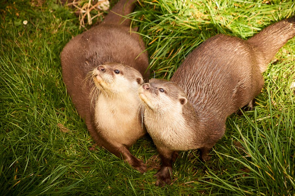 Two cute otters enjoy a sunny day on lush green grass outdoors.