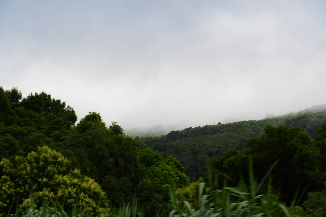Misty green forest landscape with rolling hills