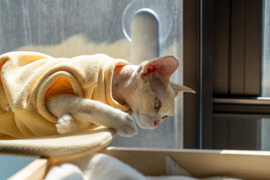 A Devon Rex cat in a yellow sweater enjoys the sunlight by a window in Shenzhen.